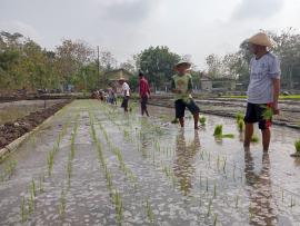 Petani Mulai Menanam Padi di Sawah Lumbung Mataraman Grogol